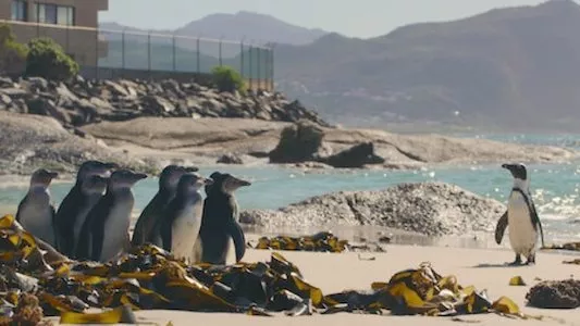 Image Colonia Pinguinos (Penguin Town) 8